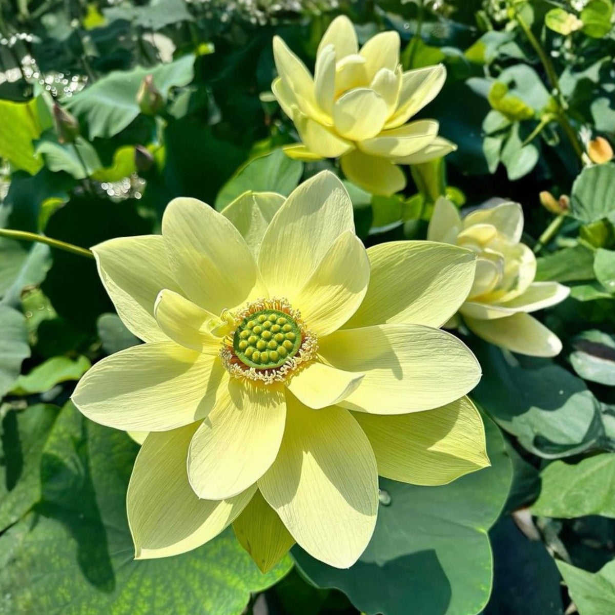 5+ Rare Seeds - Jade in Jingling Lotus Seeds, Edible Seeds & Roots