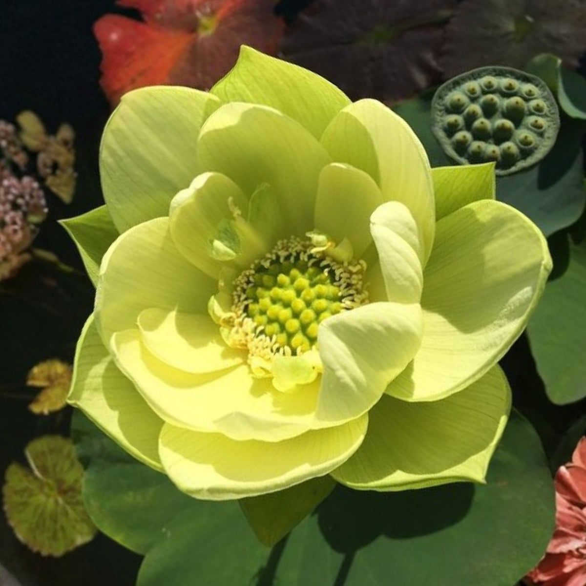 5+ Rare Seeds - Jade in Jingling Lotus Seeds, Edible Seeds & Roots