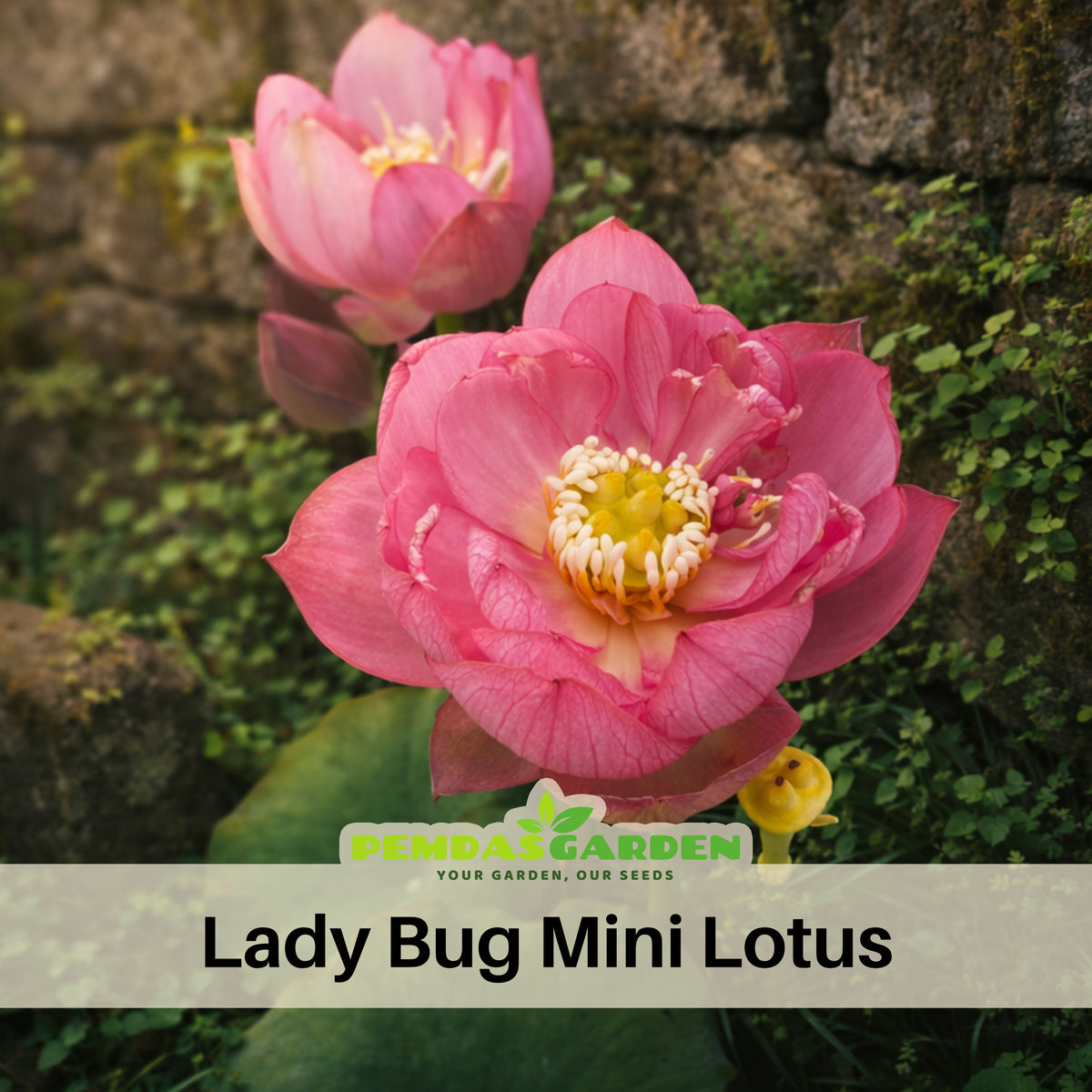 5+ Rare Seeds - Lady Bug Mini Lotus Seeds, Edible Seeds & Roots