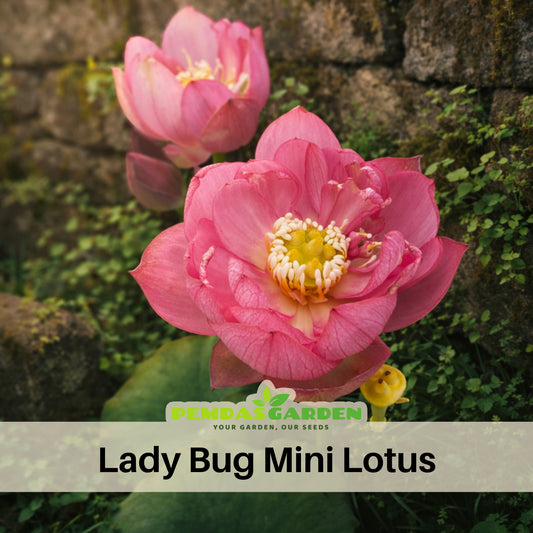 5+ Rare Seeds - Lady Bug Mini Lotus Seeds, Edible Seeds & Roots