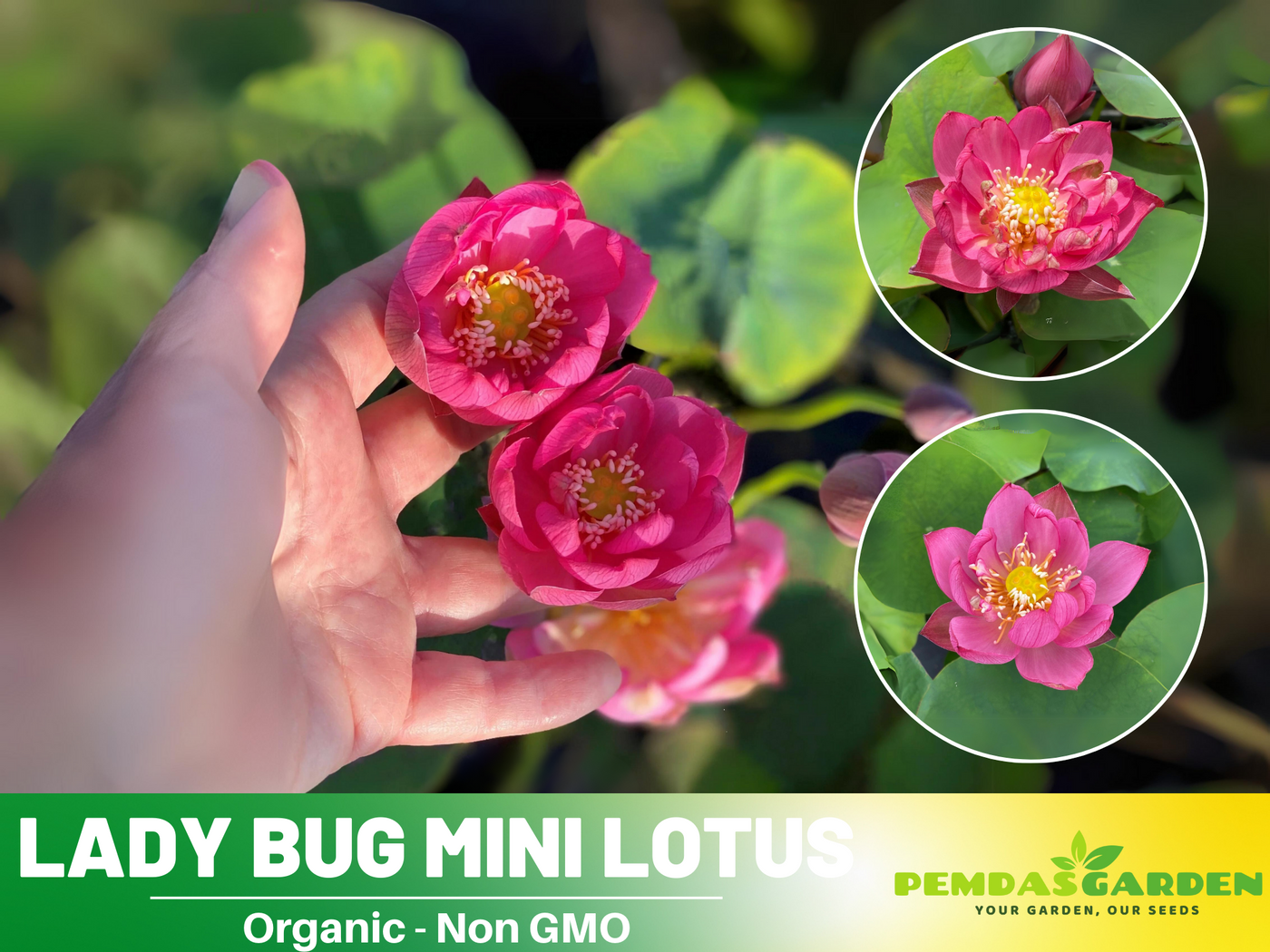 lotus seeds plant 5+ Rare Seeds| Lady Bug Mini Lotus Seeds