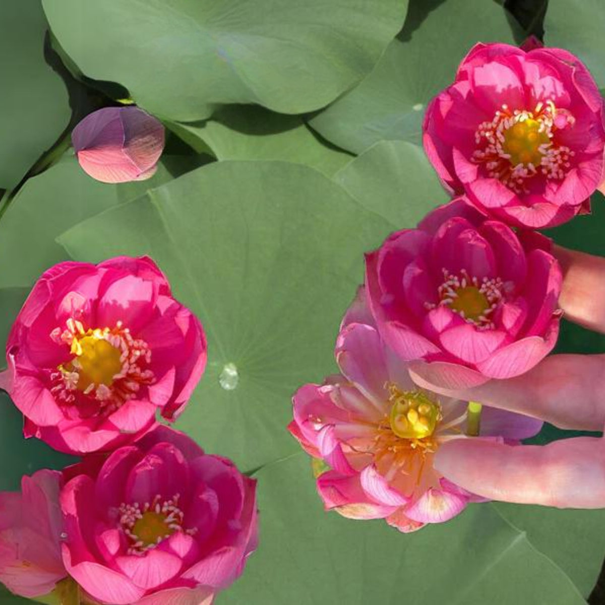 5+ Rare Seeds - Lady Bug Mini Lotus Seeds, Edible Seeds & Roots
