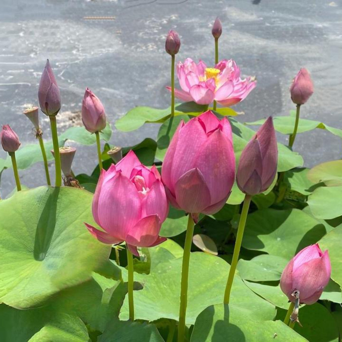 5+ Rare Seeds - Lady Bug Mini Lotus Seeds, Edible Seeds & Roots