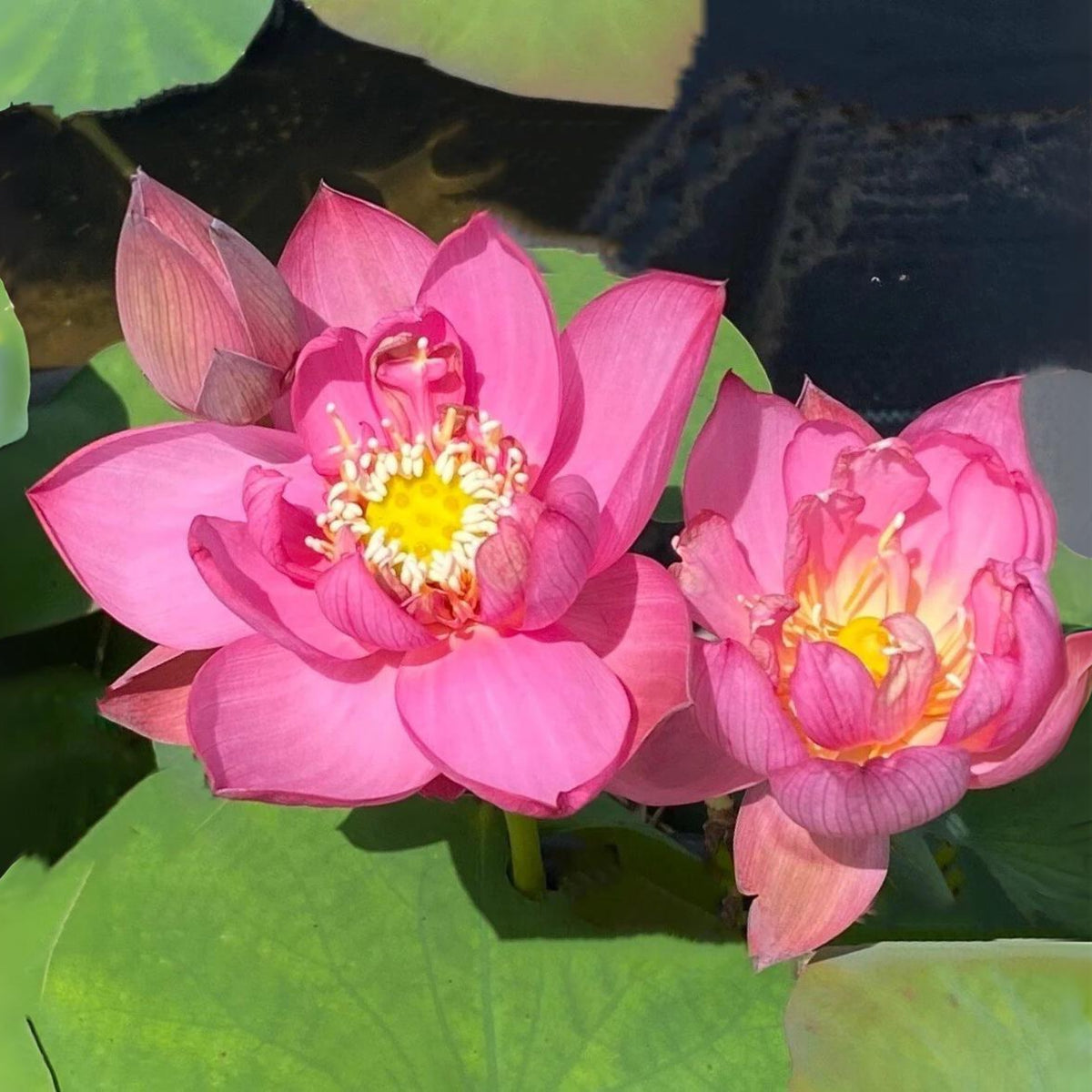 5+ Rare Seeds - Lady Bug Mini Lotus Seeds, Edible Seeds & Roots