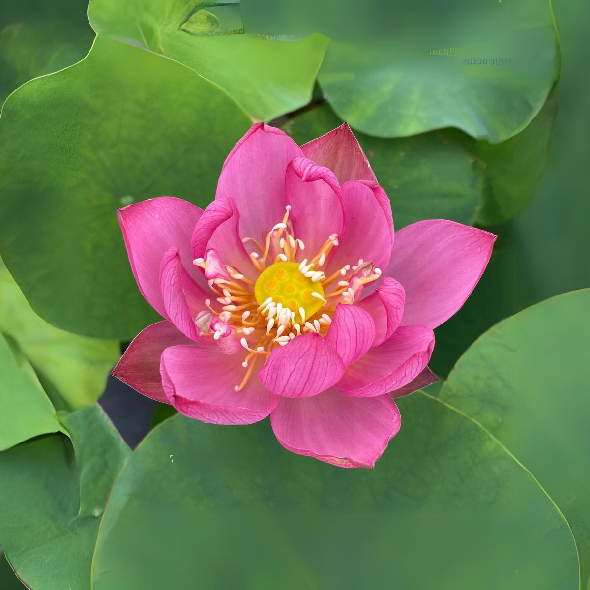 5+ Rare Seeds - Lady Bug Mini Lotus Seeds, Edible Seeds & Roots