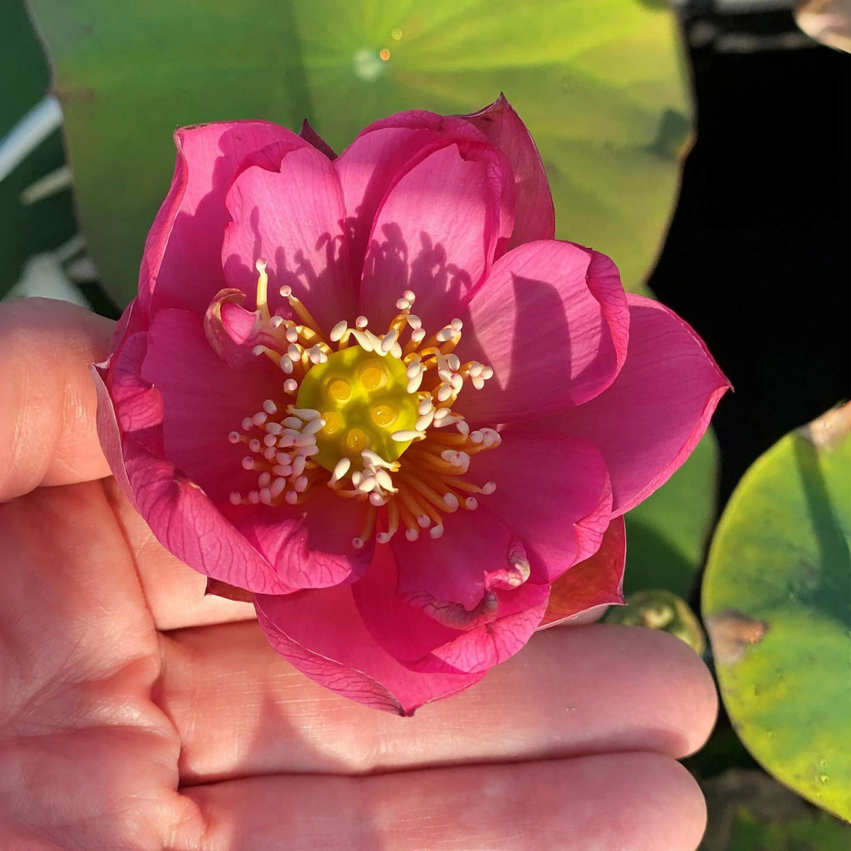 5+ Rare Seeds - Lady Bug Mini Lotus Seeds, Edible Seeds & Roots