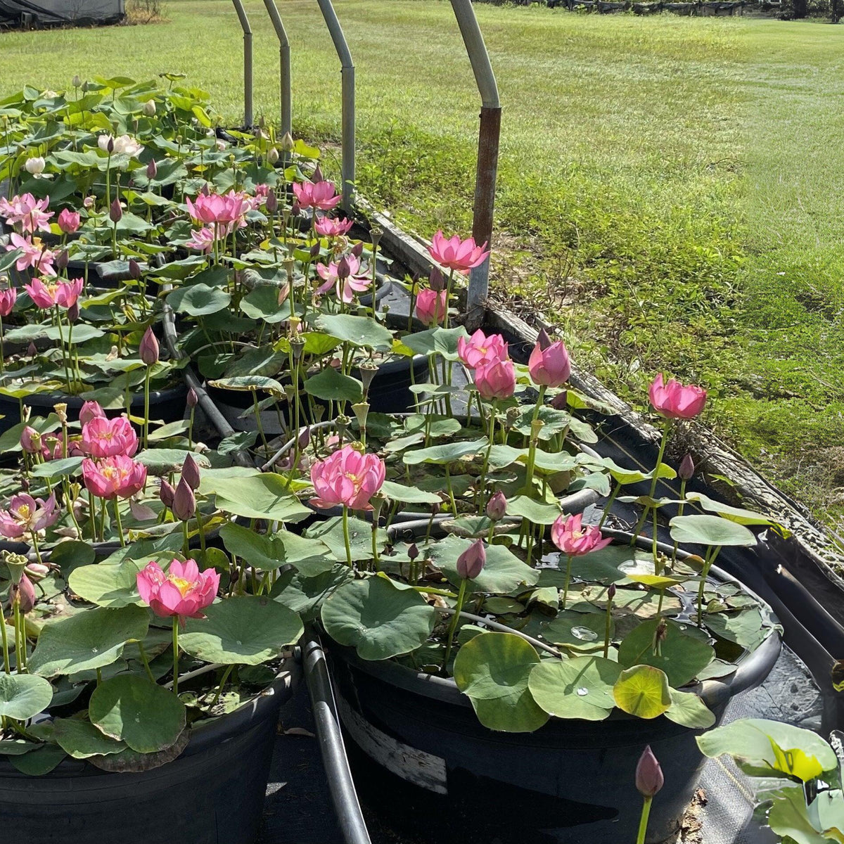 5+ Rare Seeds - Lady Bug Mini Lotus Seeds, Edible Seeds & Roots