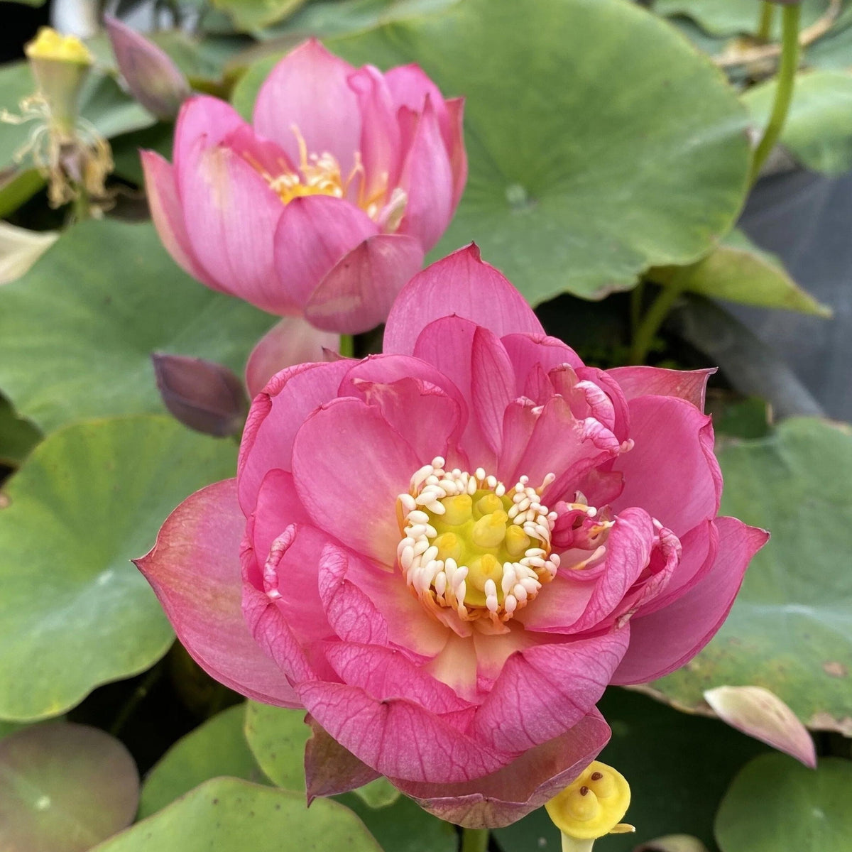5+ Rare Seeds - Lady Bug Mini Lotus Seeds, Edible Seeds & Roots