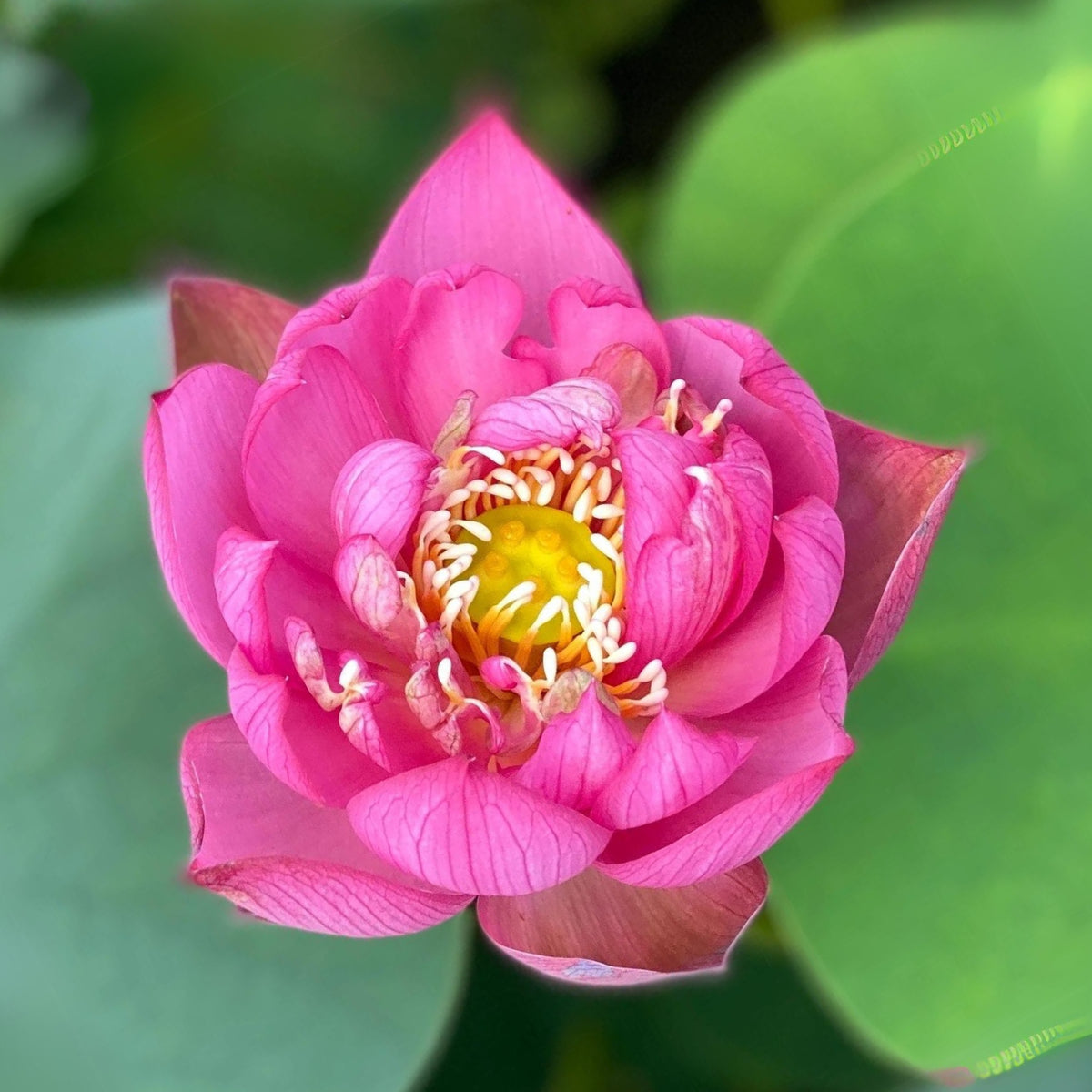 5+ Rare Seeds - Lady Bug Mini Lotus Seeds, Edible Seeds & Roots