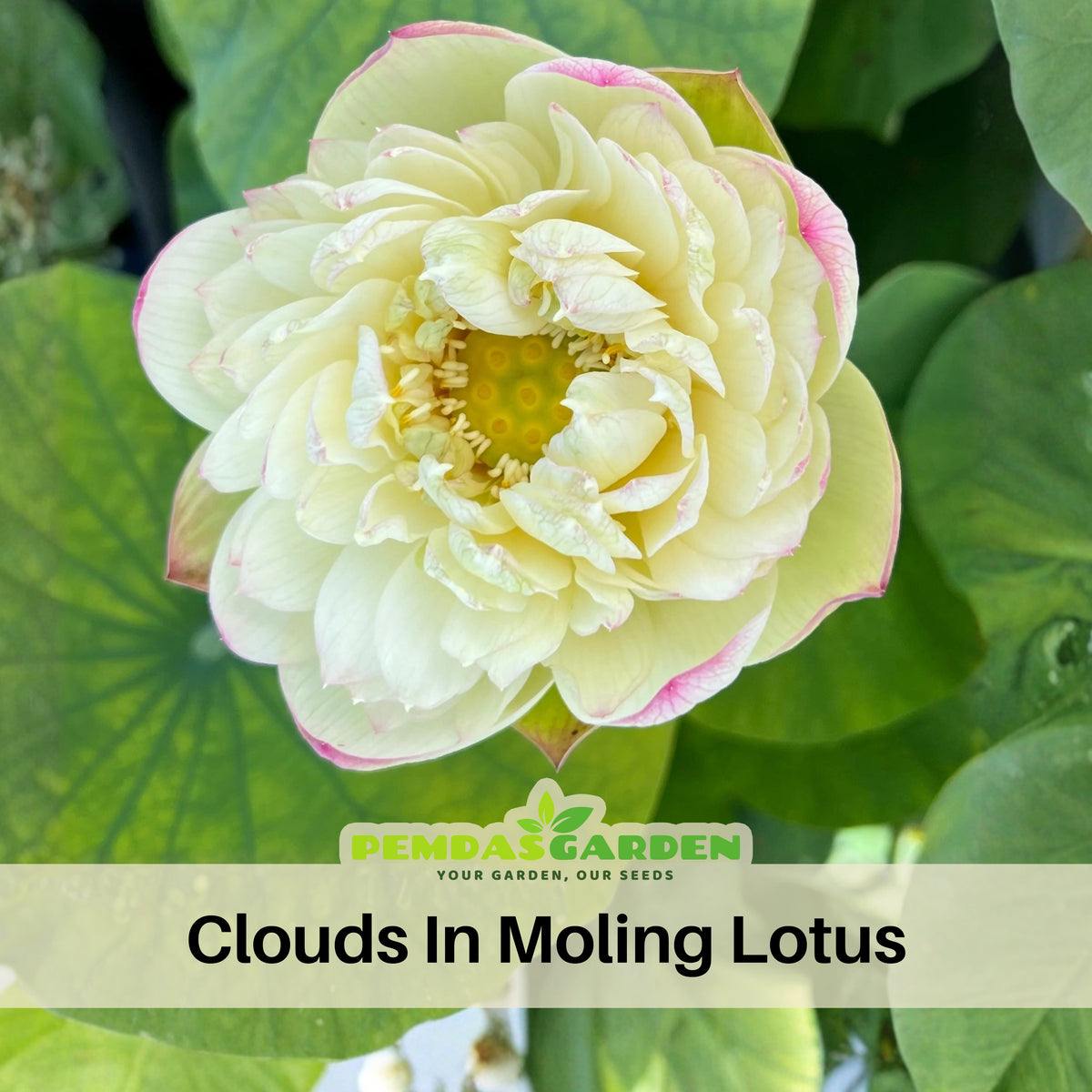 5+ Rare Seeds - Clouds in Moling Lotus Seeds, Edible Seeds & Roots