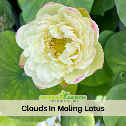 5+ Rare Seeds - Clouds in Moling Lotus Seeds, Edible Seeds & Roots