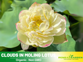 5+ Rare Seeds| Clouds In Moling Lotus Seeds - Indian Lotus (Nelumbo nucifera) Seeds– Indian Lotus (Nelumbo nucifera), Sacred Aquatic Perennial with Fragrant Flowers, Edible Seeds & Roots, Ornamental Pond & Container Plant #Q024