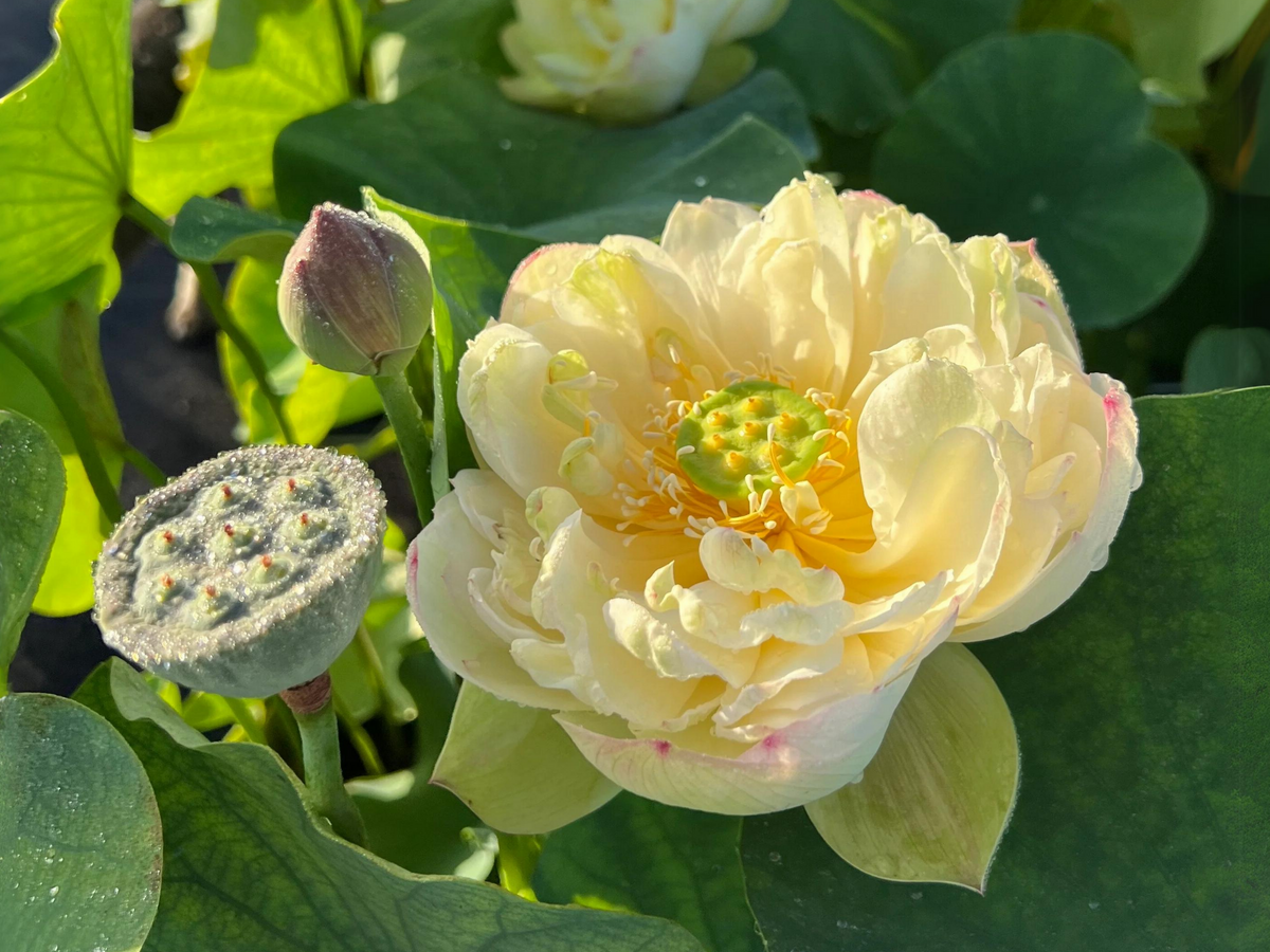 5+ Rare Seeds| Clouds In Moling Lotus Seeds - Indian Lotus (Nelumbo nucifera) Seeds #Q024