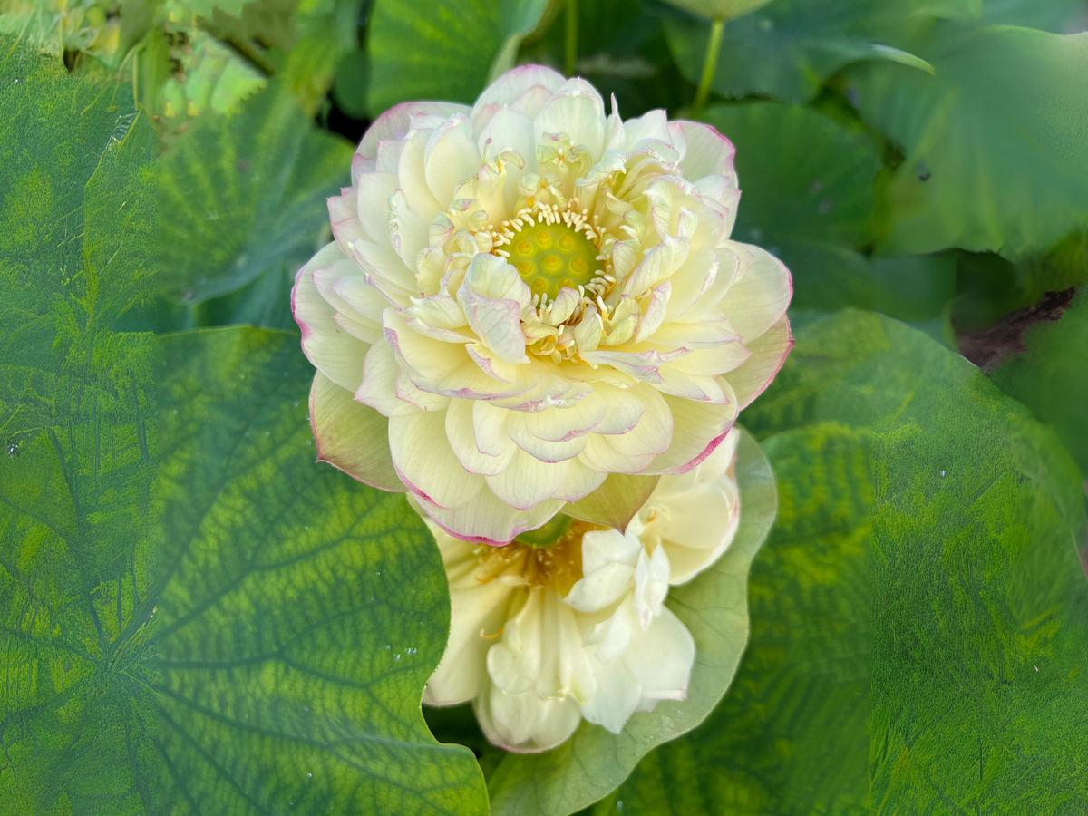 5+ Rare Seeds| Clouds In Moling Lotus Seeds - Indian Lotus (Nelumbo nucifera) Seeds #Q024