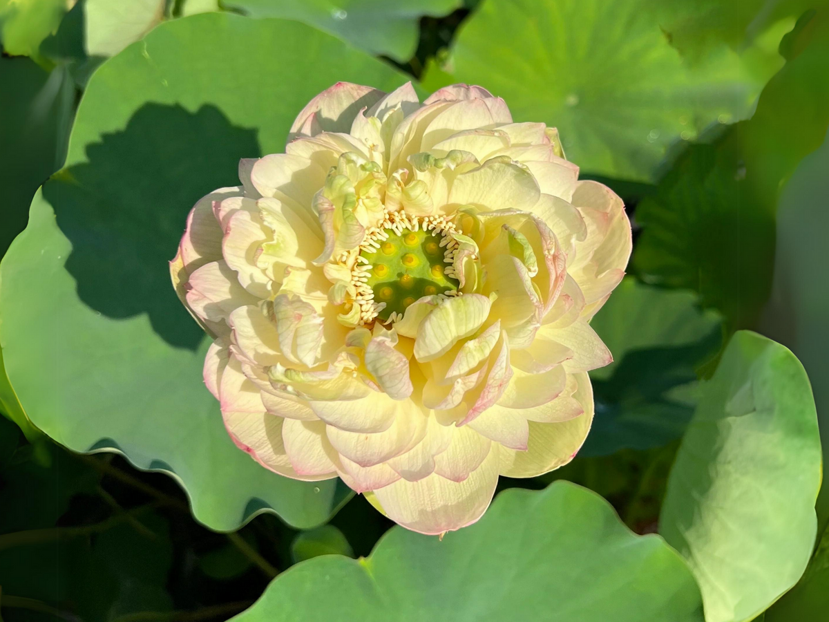 5+ Rare Seeds| Clouds In Moling Lotus Seeds - Indian Lotus (Nelumbo nucifera) Seeds #Q024