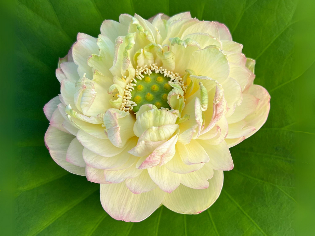 5+ Rare Seeds| Clouds In Moling Lotus Seeds - Indian Lotus (Nelumbo nucifera) Seeds #Q024