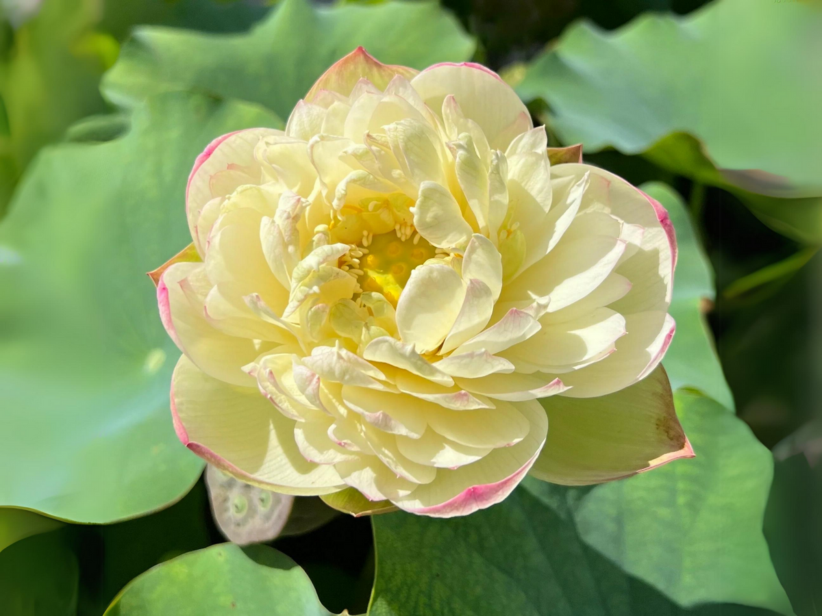 5+ Rare Seeds| Clouds In Moling Lotus Seeds - Indian Lotus (Nelumbo nucifera) Seeds #Q024