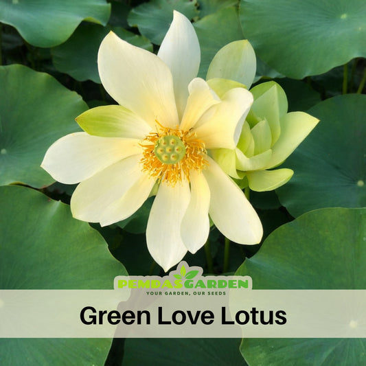5+ Rare Seeds - Green Love Lotus Seeds, Aquatic Perennial Water Plant