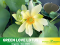 5+ Rare Seeds| Green Love Lotus Seeds – Sacred Indian Lotus (Nelumbo nucifera), Aquatic Perennial Water Plant, Fragrant Blooms, Edible Roots & Seeds, Egyptian Lotus, Ornamental Pond & Container Gardening#Q025