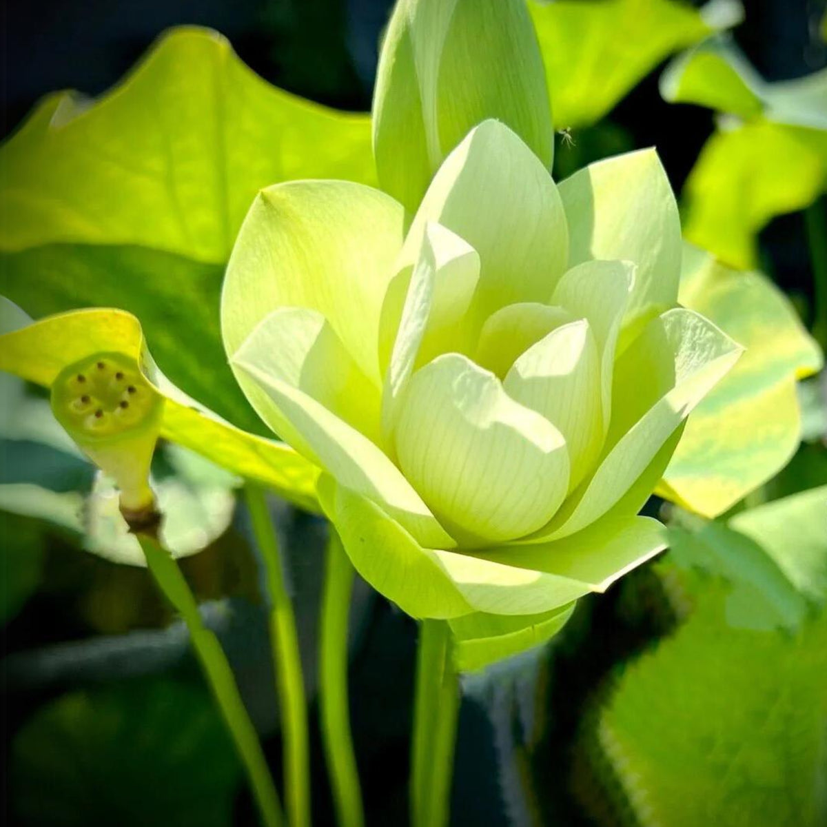 5+ Rare Seeds - Green Love Lotus Seeds, Aquatic Perennial Water Plant