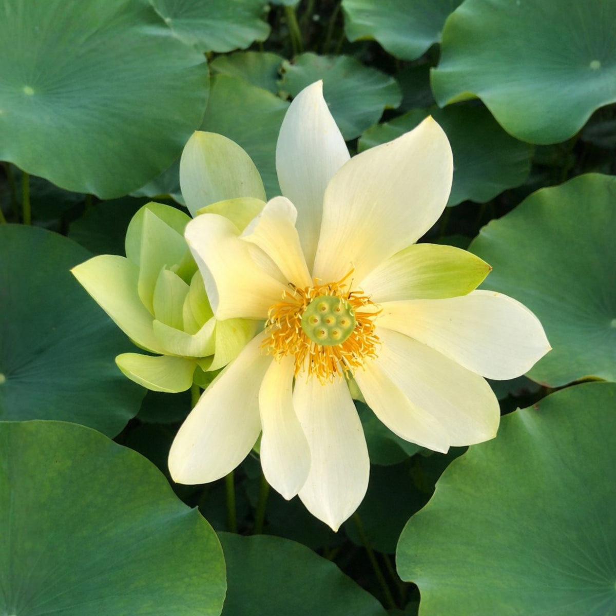 5+ Rare Seeds - Green Love Lotus Seeds, Aquatic Perennial Water Plant