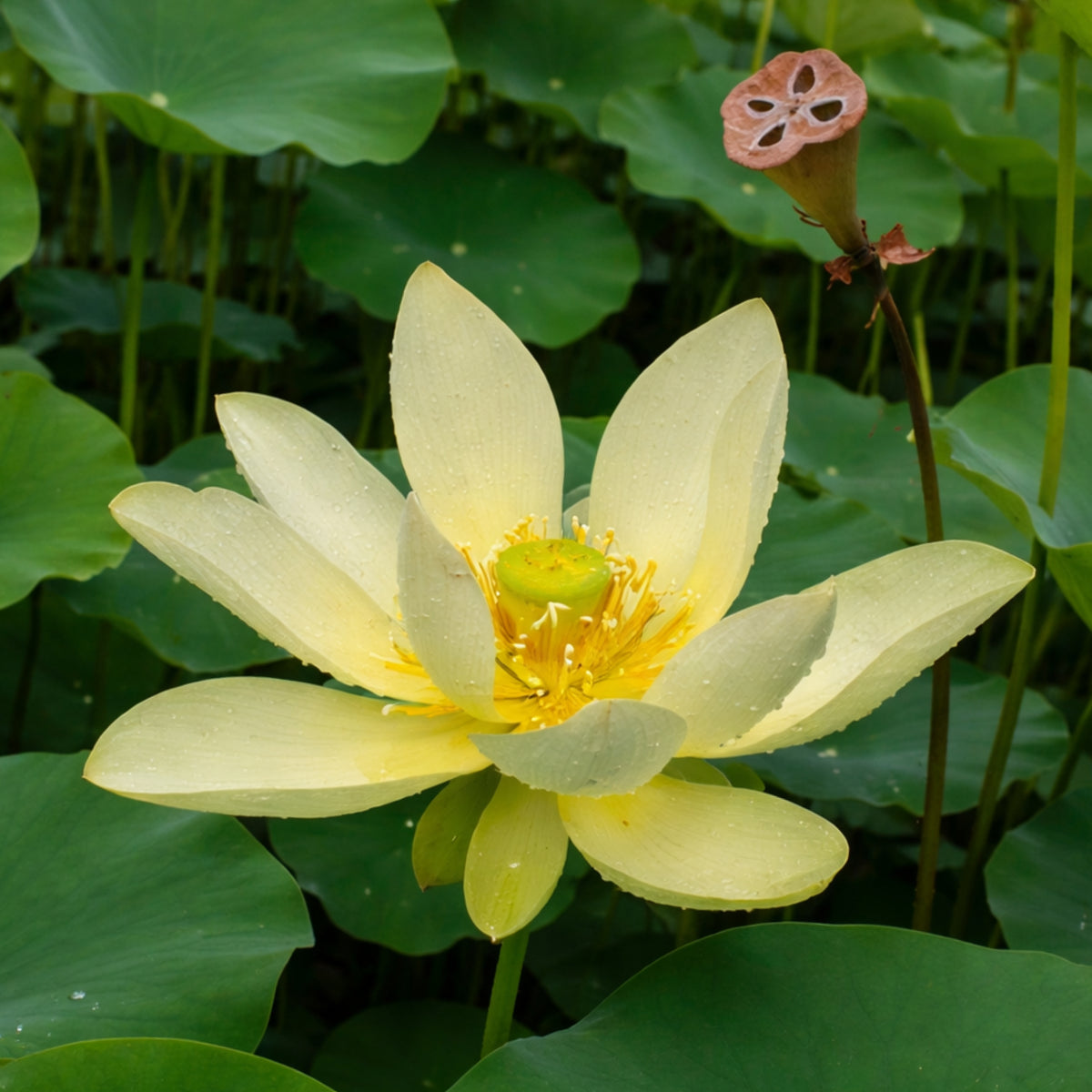 5+ Rare Seeds - Green Love Lotus Seeds, Aquatic Perennial Water Plant