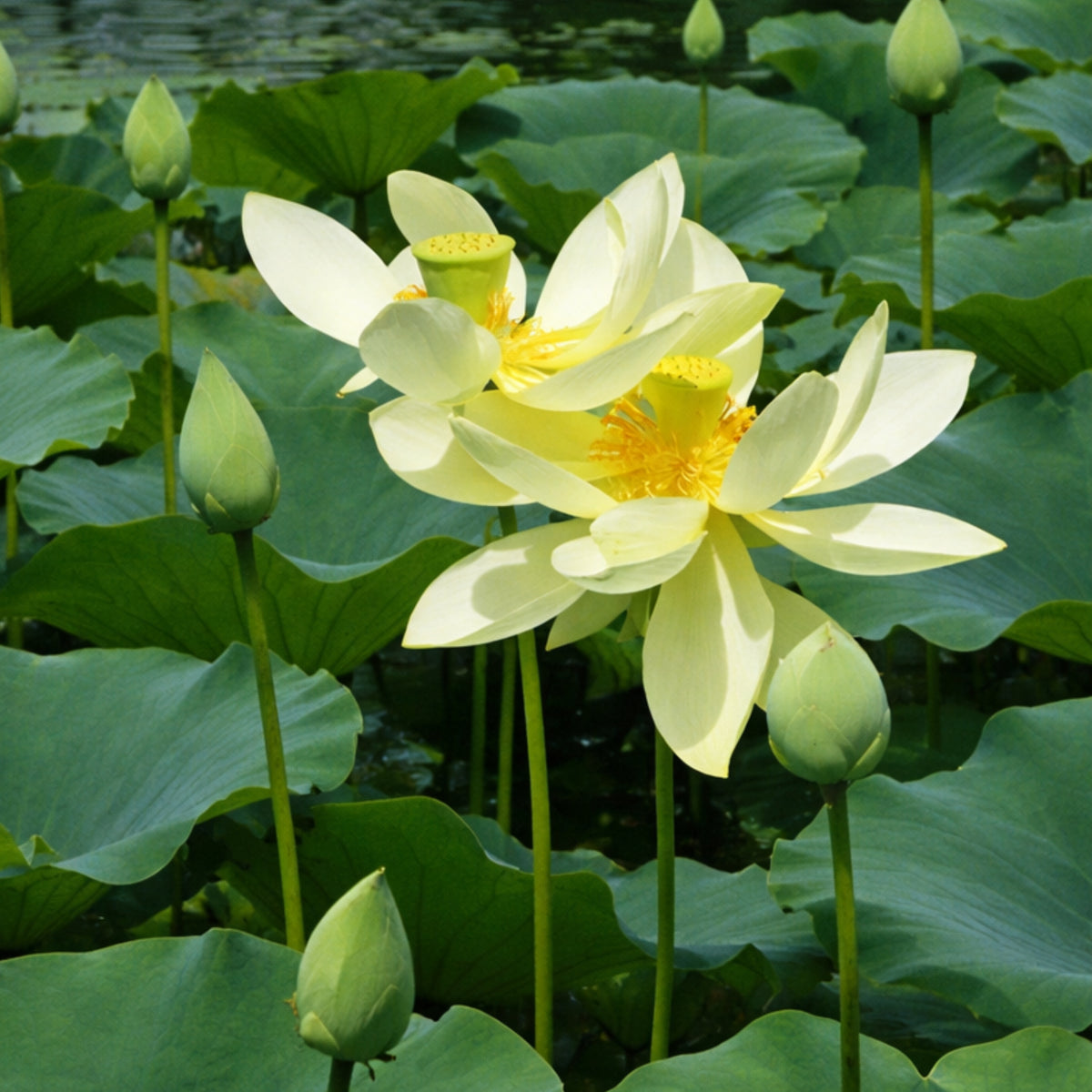 5+ Rare Seeds - Green Love Lotus Seeds, Aquatic Perennial Water Plant