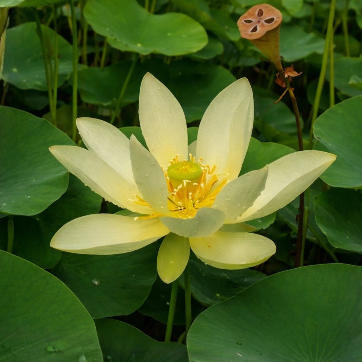 5+ Rare Seeds - Green Love Lotus Seeds, Aquatic Perennial Water Plant