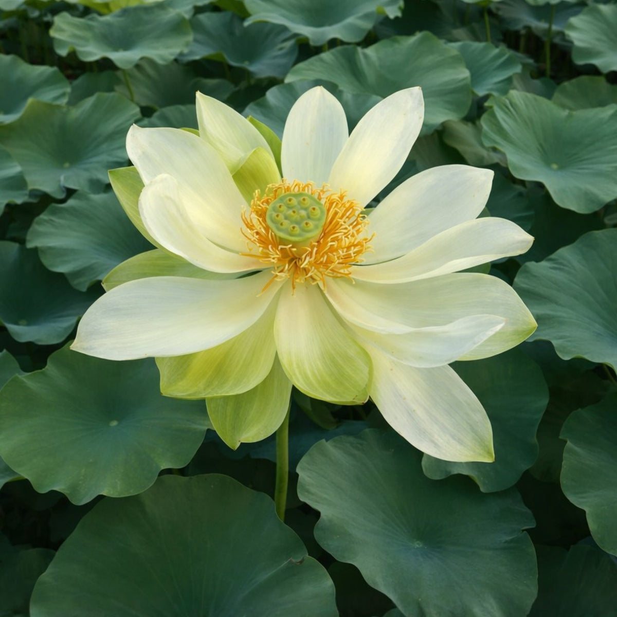 5+ Rare Seeds - Green Love Lotus Seeds, Aquatic Perennial Water Plant
