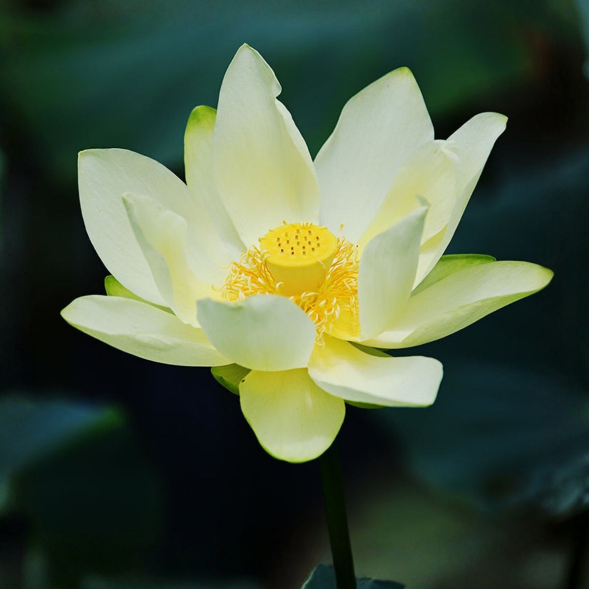 5+ Rare Seeds - Green Love Lotus Seeds, Aquatic Perennial Water Plant
