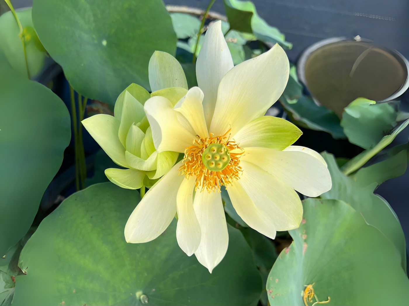 where to buy lotus seeds for planting 5+ Rare Seeds| Green Love Lotus Seeds – Sacred Indian Lotus (Nelumbo n – PEMDASGARDEN