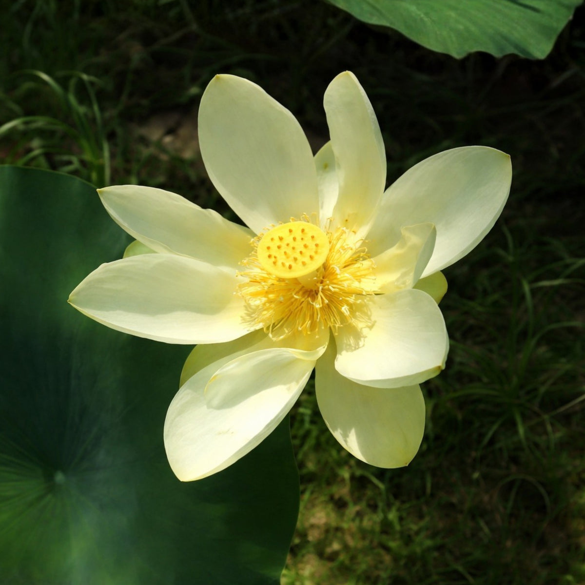 5+ Rare Seeds - Green Love Lotus Seeds, Aquatic Perennial Water Plant