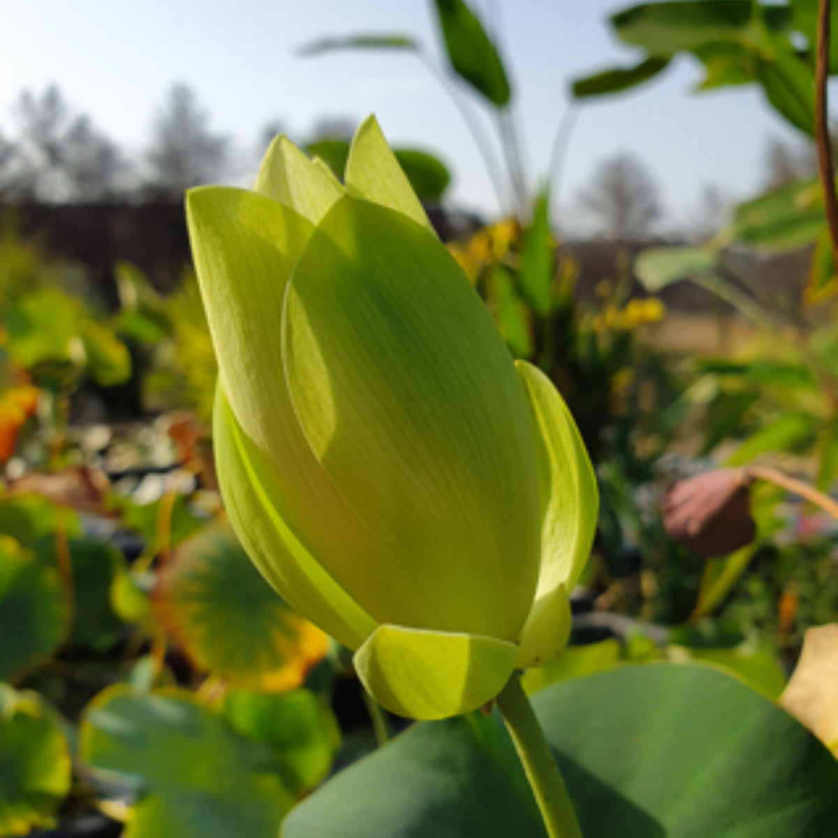 5+ Rare Seeds - Green Love Lotus Seeds, Aquatic Perennial Water Plant