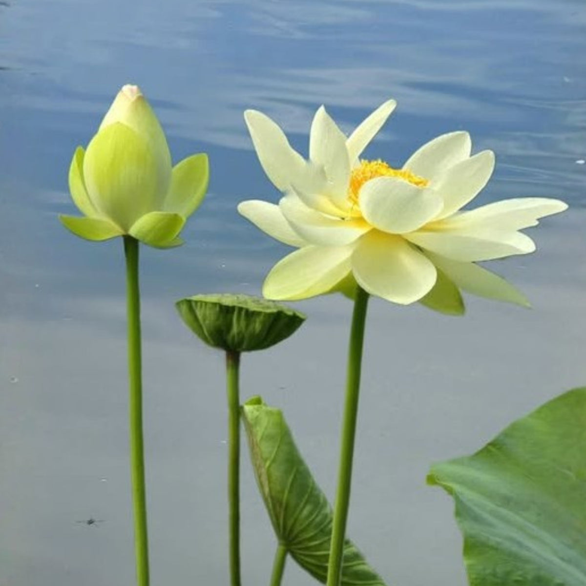 5+ Rare Seeds - Green Love Lotus Seeds, Aquatic Perennial Water Plant