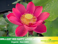 5+ Rare Seeds| Brilliant Red Happy Lover Lotus Seeds - Indian Lotus (Nelumbo nucifera) Seeds – Indian Lotus (Nelumbo nucifera), Sacred Aquatic Perennial with Fragrant Flowers, Edible Seeds & Roots, Ornamental Pond & Container Plant#Q026