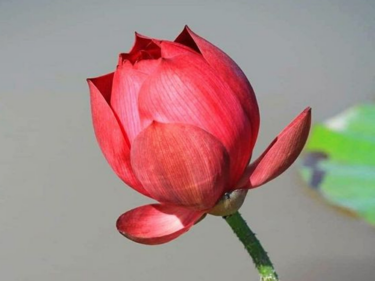 5+ Rare Seeds| Brilliant Red Happy Lover Lotus Seeds - Indian Lotus (Nelumbo nucifera) Seeds #Q026