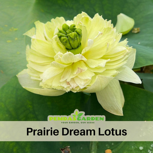 5+ Rare Seeds - Prairie Dream Lotus Seeds, Water Plant Seeds