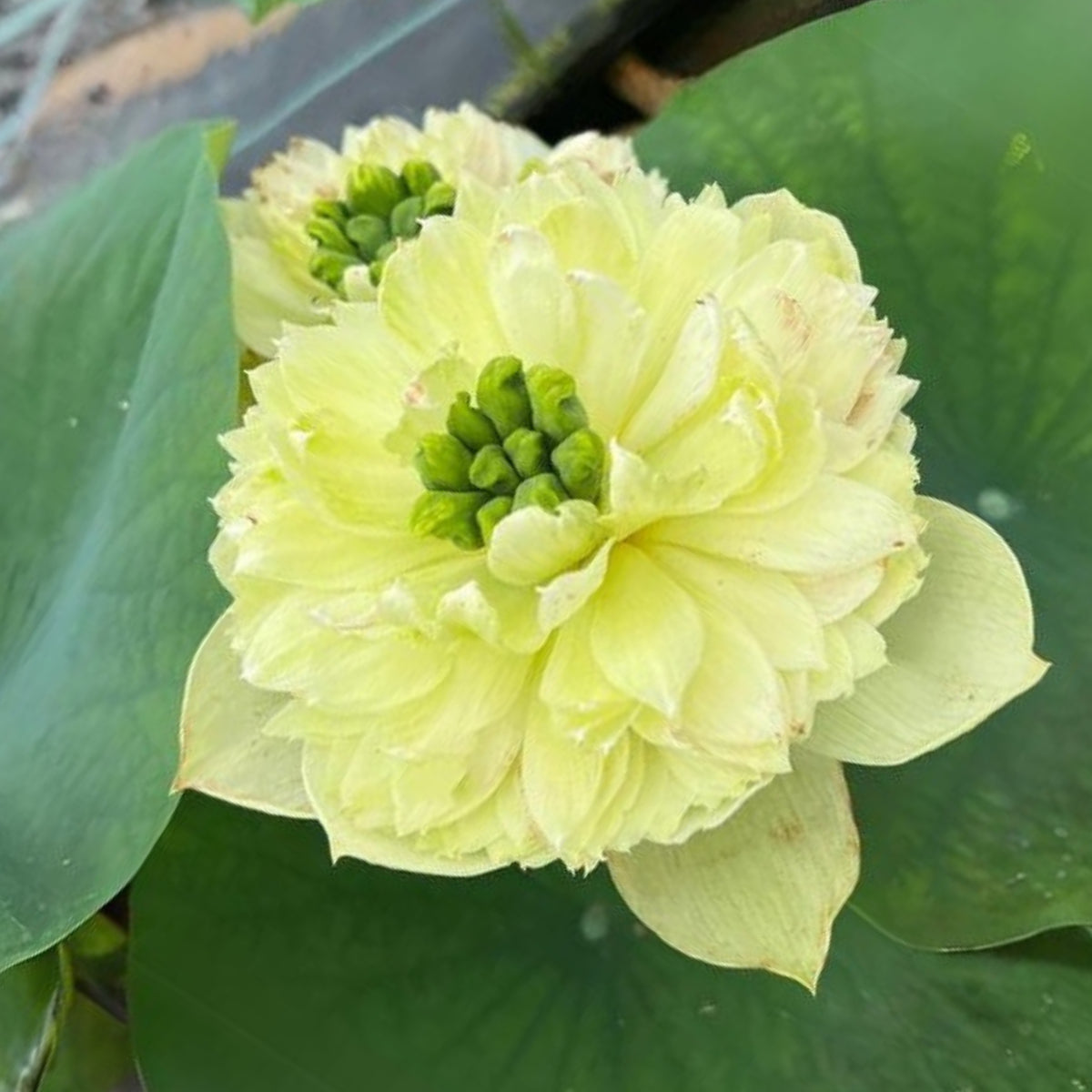 5+ Rare Seeds - Prairie Dream Lotus Seeds, Water Plant Seeds