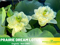 5+ Rare Seeds| Prairie Dream Lotus Seeds - Indian Lotus (Nelumbo nucifera) Seeds - Water Plant Seeds- Bean of India- Egyptian Lotus - Aquatic perennial- Fragrant flowers - Ornamental Pond & Container Plant#Q027