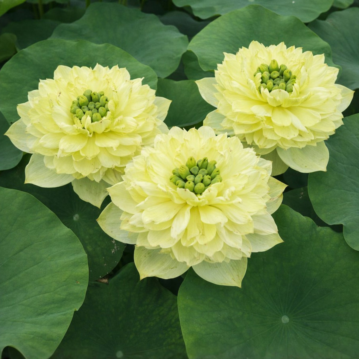 5+ Rare Seeds - Prairie Dream Lotus Seeds, Water Plant Seeds