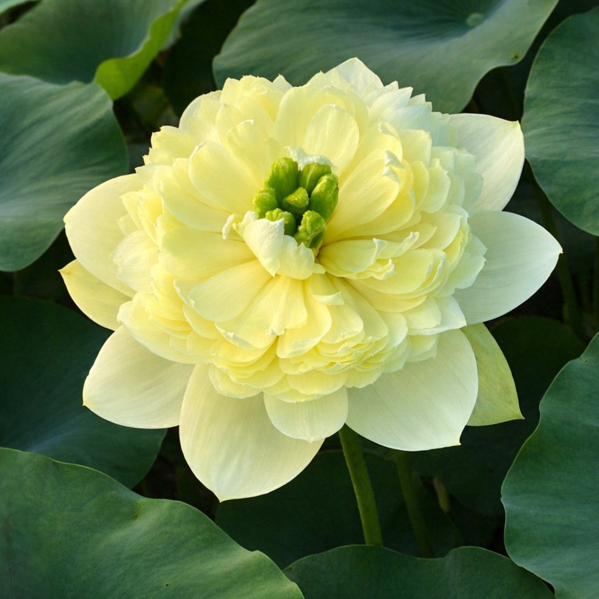 5+ Rare Seeds - Prairie Dream Lotus Seeds, Water Plant Seeds