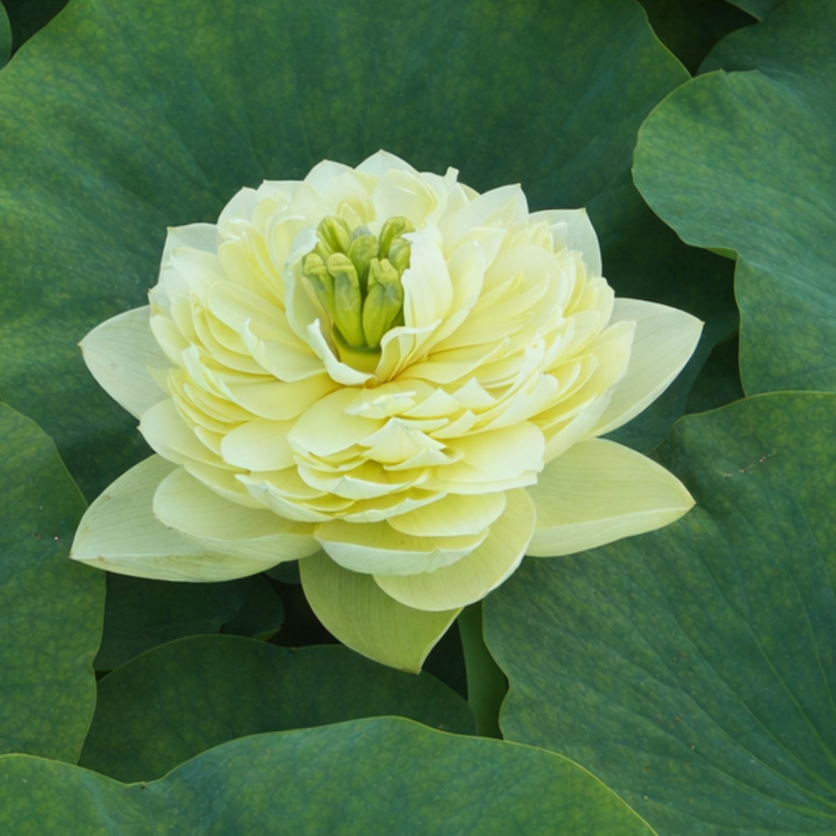 5+ Rare Seeds - Prairie Dream Lotus Seeds, Water Plant Seeds