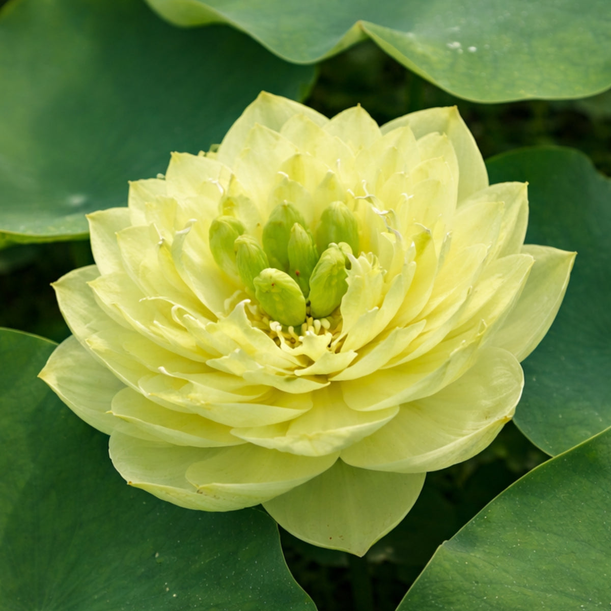 5+ Rare Seeds - Prairie Dream Lotus Seeds, Water Plant Seeds