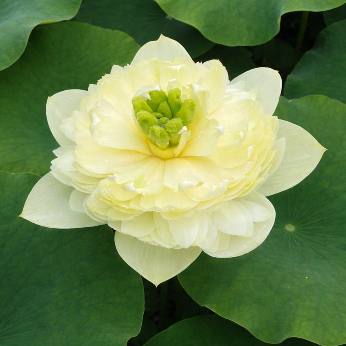 5+ Rare Seeds - Prairie Dream Lotus Seeds, Water Plant Seeds