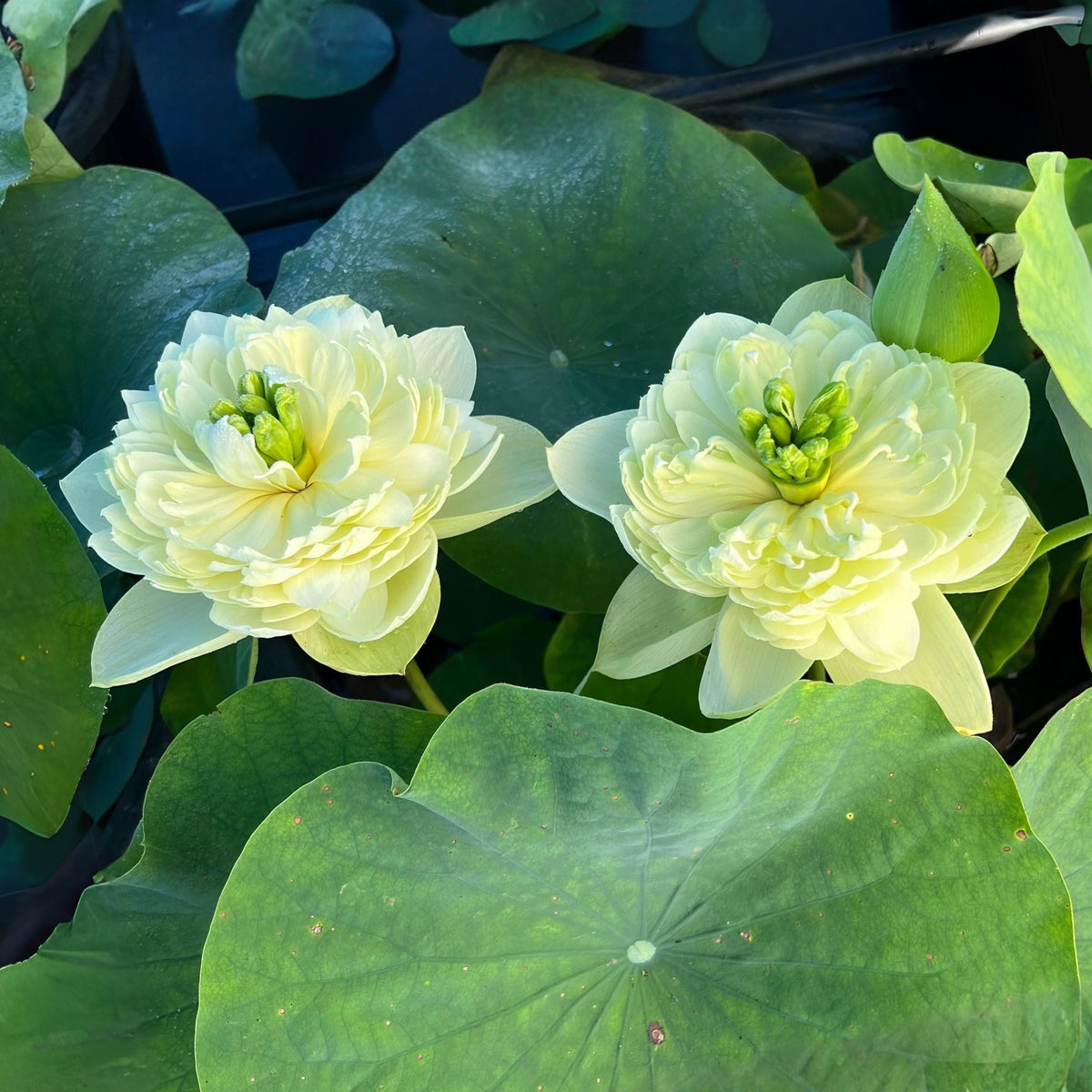 5+ Rare Seeds - Prairie Dream Lotus Seeds, Water Plant Seeds
