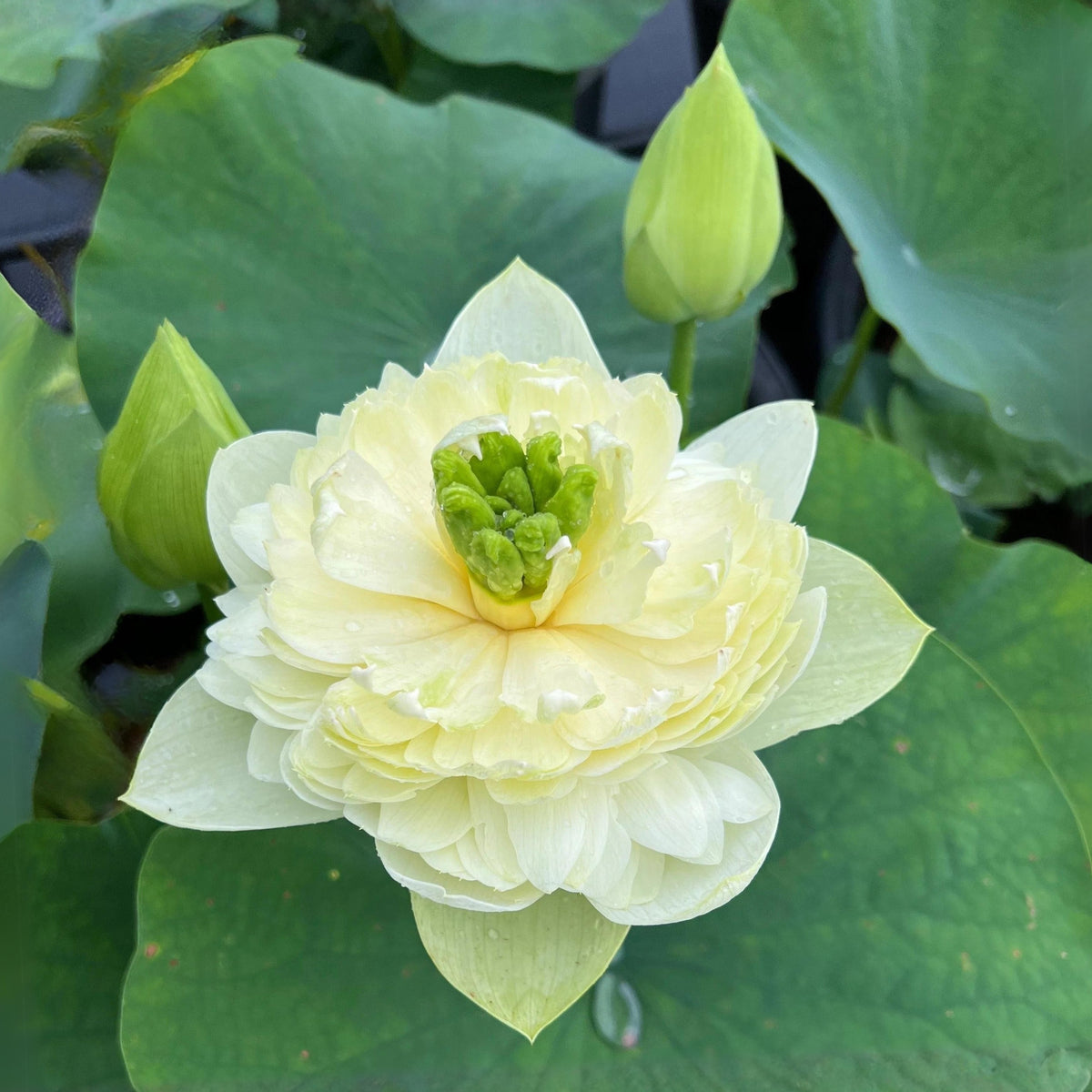 5+ Rare Seeds - Prairie Dream Lotus Seeds, Water Plant Seeds