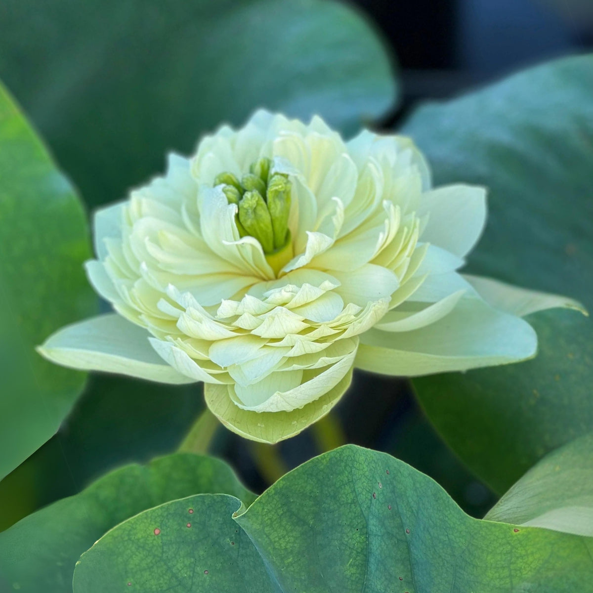 5+ Rare Seeds - Prairie Dream Lotus Seeds, Water Plant Seeds