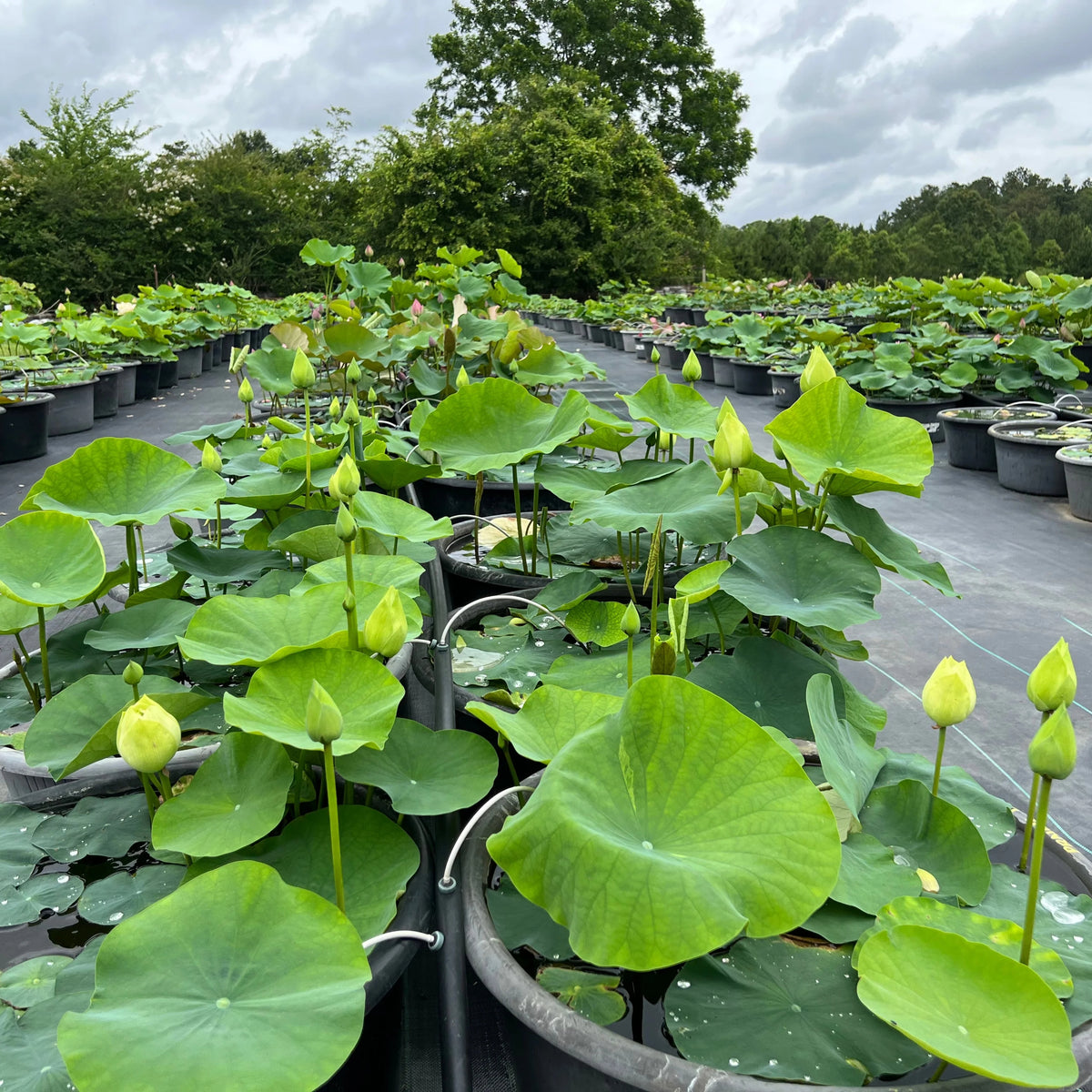 5+ Rare Seeds - Prairie Dream Lotus Seeds, Water Plant Seeds