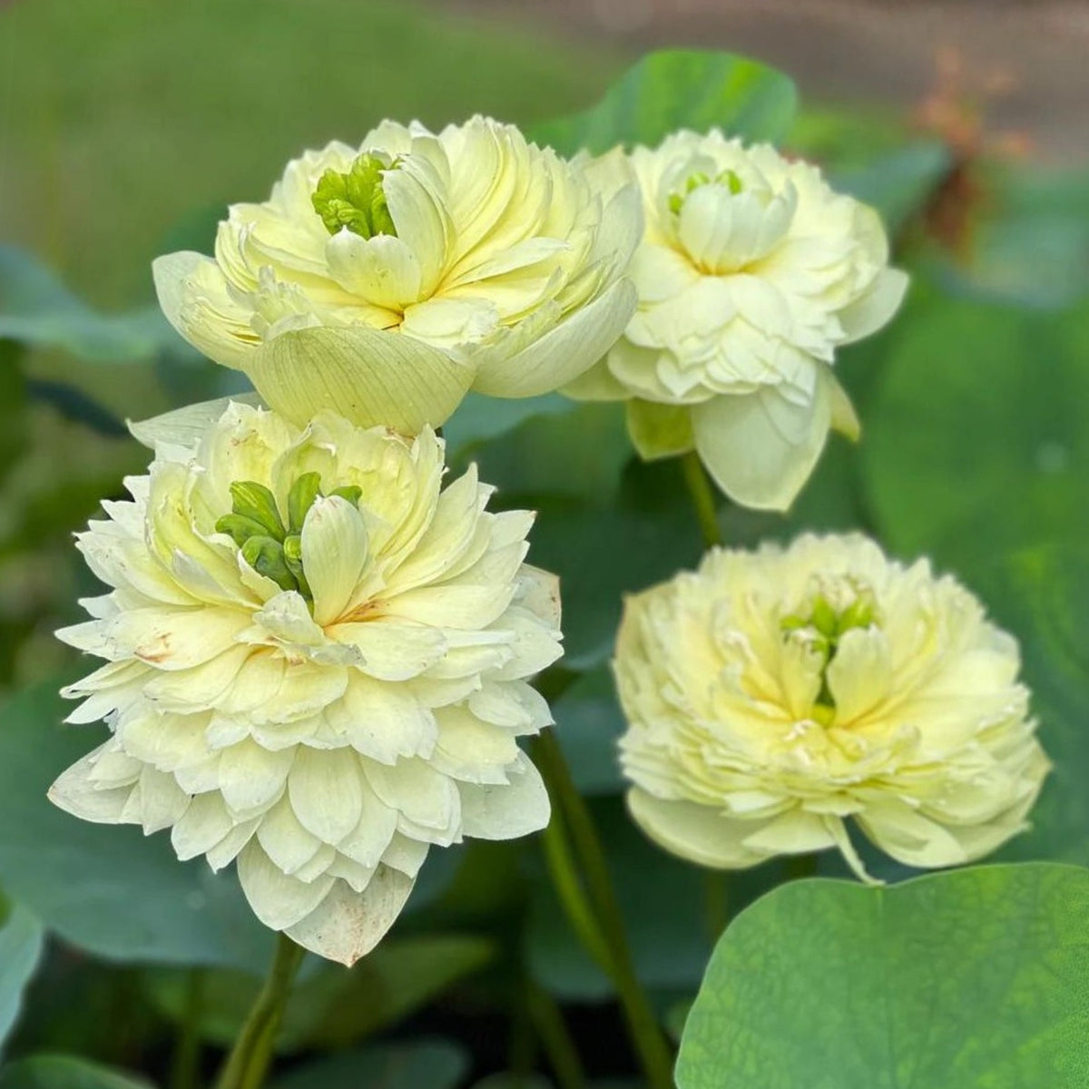 5+ Rare Seeds - Prairie Dream Lotus Seeds, Water Plant Seeds
