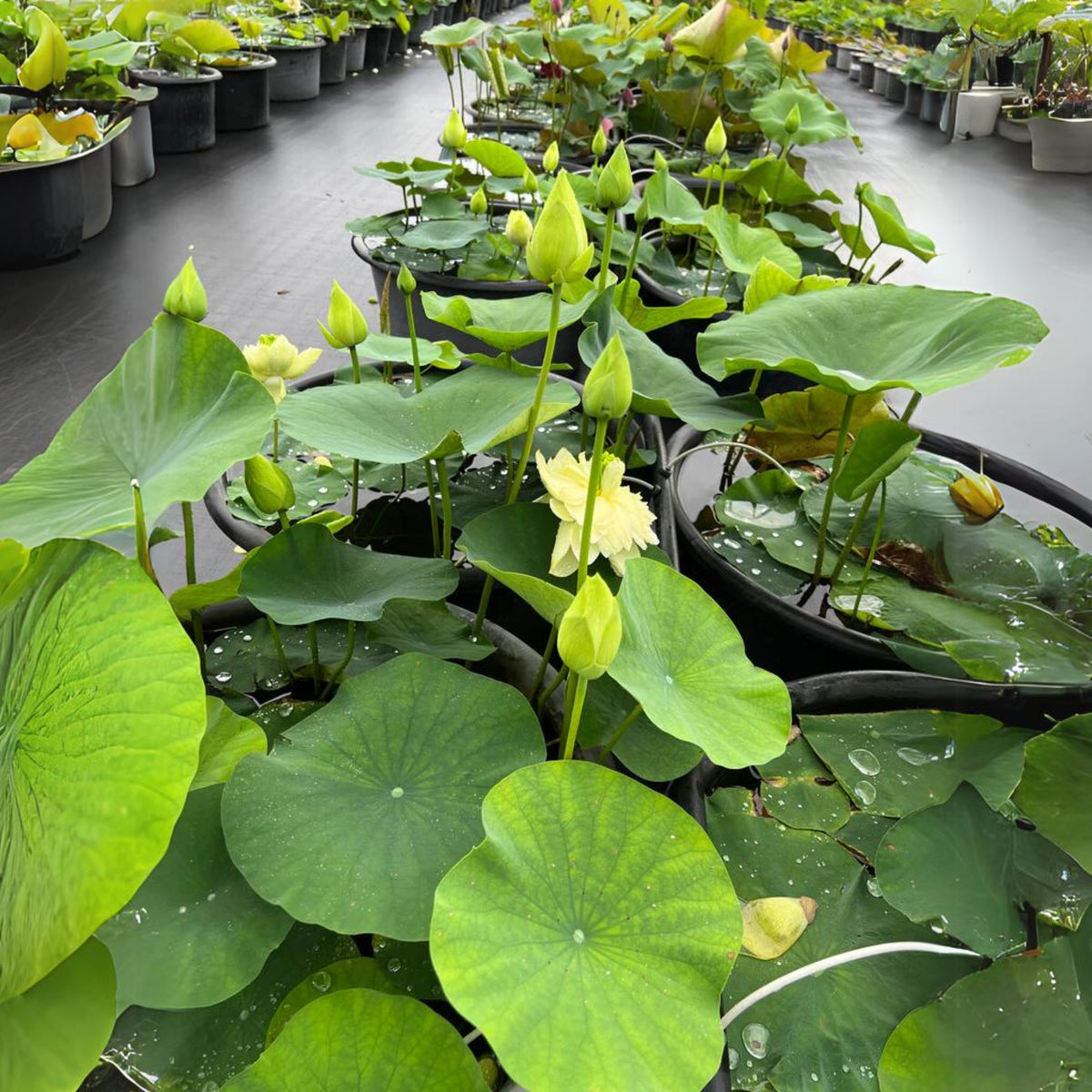 5+ Rare Seeds - Prairie Dream Lotus Seeds, Water Plant Seeds